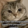 🐶🐱🐵 ANIMALITOS 🐵🐱🐶 15