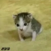 4🐈Meowcitos 🐱 22