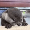🌈✨️Animales Mood Divertidos✨️🌈 25