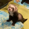 🌈✨️Animales Mood Divertidos✨️🌈 26
