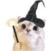 Michis random🐈🐈‍⬛ 25