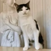 Animales random 2 10