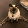 4🐈Meowcitos 🐱 26