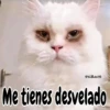 🧿Memes Pop 11😎🤣 27