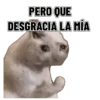 Memes clásicos gatito 😺🔥 14