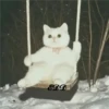 4🐈Meowcitos 🐱 27