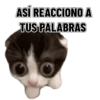 Memes clásicos gatito 😺🔥 15