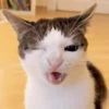 Animales random 2 12