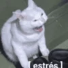 Animales cura depresión🦦 14