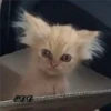 4🐈Meowcitos 🐱 28