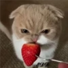 4🐈Meowcitos 🐱 29