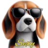 Perritos bonitos💞8🇵🇪Clásica 30