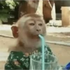 🌈🍌🙊✨️Monos Ramdon Mood✨️🙊🍌🌈 18