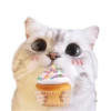 Michis random🐈🐈‍⬛ 26
