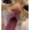 Gatinho gritando