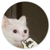Stupid Cats 2 5