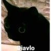 Gatitos con edits 6