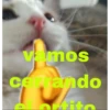 Gatitoooos 6