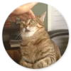 Stupid Cats 2 6