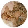 Stupid Cats 2 7