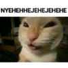Gatitoooos 7