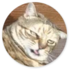Stupid Cats 2 8