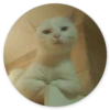 Stupid Cats 2 9