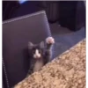 Gatitos con edits 8