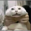 Gatitoooos 8