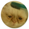 Stupid Cats 2 10