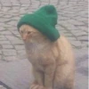 Más y más gatitos 5