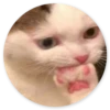 Stupid Cats 2 11