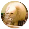Stupid Cats 2 12