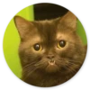 Stupid Cats 2 13