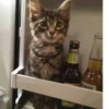 Más y más gatitos 7