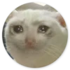 Stupid Cats 2 14