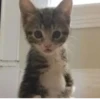 Más y más gatitos 8
