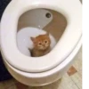 Más y más gatitos 9