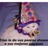 Gato palhaço