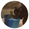 Stupid Cats 2 15