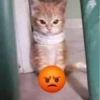 Más y más gatitos 10