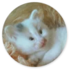 Stupid Cats 2 16