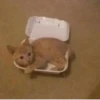 Más y más gatitos 11