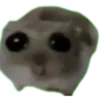 RaghiCasi 4 5