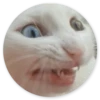 Stupid Cats 2 17