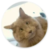Stupid Cats 2 18