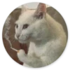 Stupid Cats 2 19