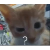 Gatitos con edits 12