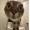 Más y más gatitos 12
