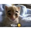 Gatinho Waos